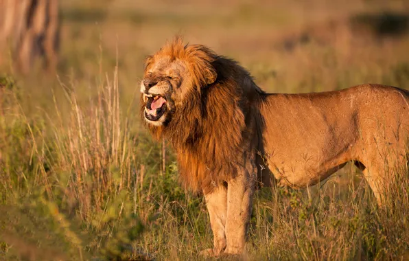 Field, grass, face, light, pose, Leo, Savannah, is