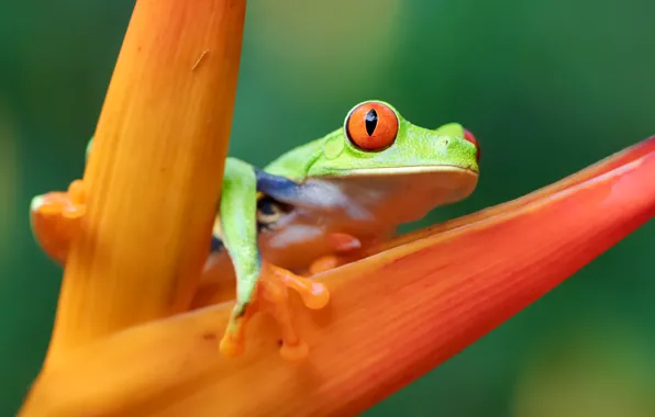 Flower, macro, orange, plant, frog, green, red-eyed tree frog