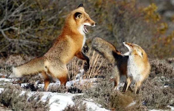 Winter, nature, Fox