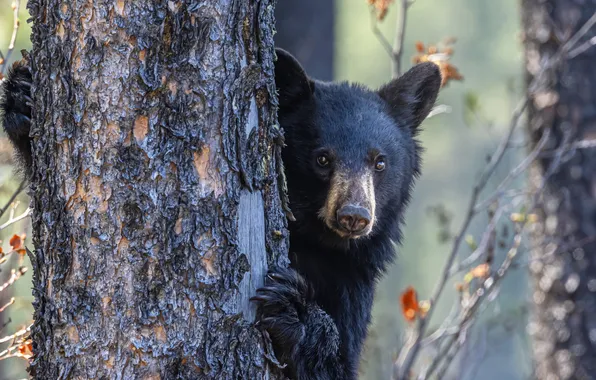 Face, branches, tree, black, paw, portrait, bear, bear