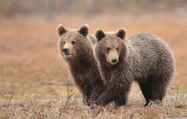 Look, face, nature, pose, glade, bear, bears, bears