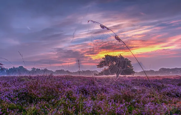 Sunset, web, meadow, panorama, Netherlands, a blade of grass, Holland, Heather