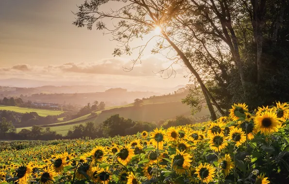 Field, summer, the sun, clouds, light, trees, sunflowers, flowers