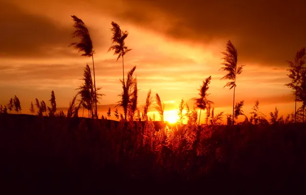 Picture field, the sky, grass, the sun, clouds, light, sunset, nature