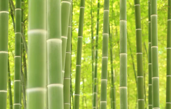 Plant, texture, bamboo