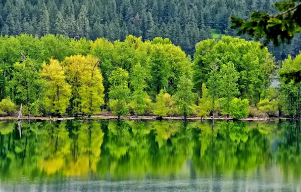 Forest, trees, reflection, river
