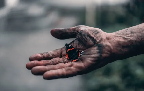 Picture butterfly, hand, Elijah O'Donnell