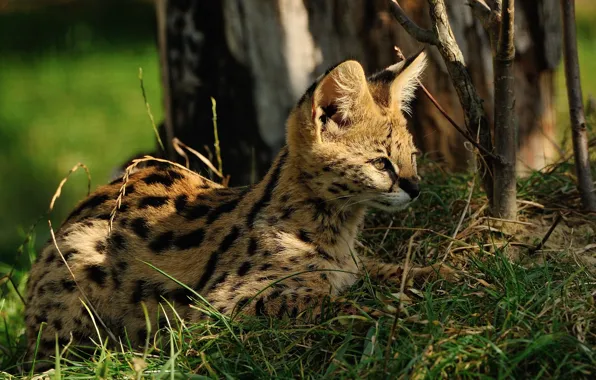 Cat, grass, the sun, Serval