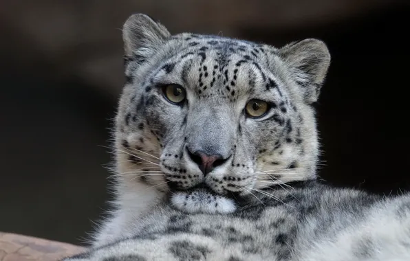 Snow leopard, snow leopard, IRBIS