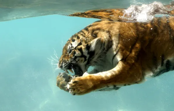 Picture cat, nature, tiger, under water