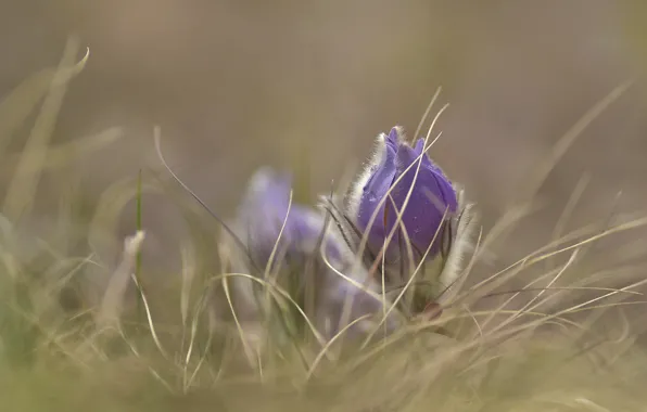 Flower, drops, lilac, Bud, cross