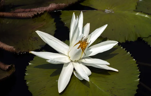 Flower, leaves, lake, pond, white, Nymphaeum, water Lily