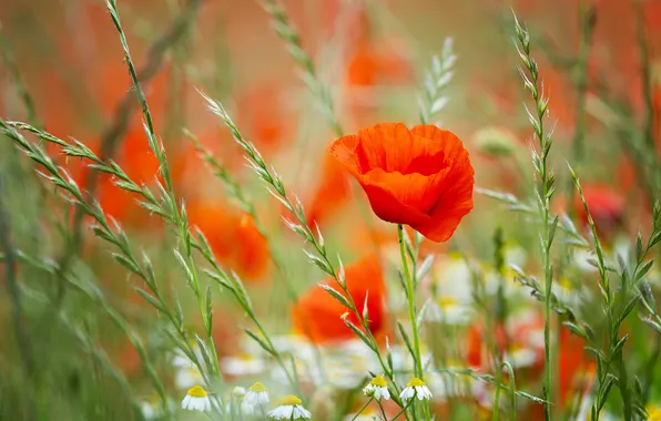 Summer, flowers, stems, Maki, chamomile, spikelets, meadow, red