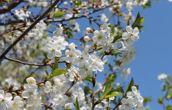 The sun, flowers, heat, spring, may, flowering, white flowers