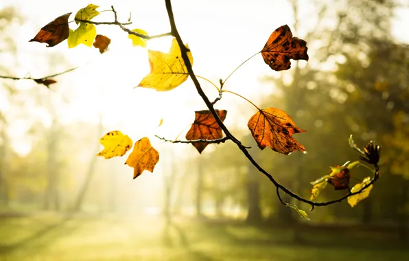 Autumn, leaves, fog, branch, morning
