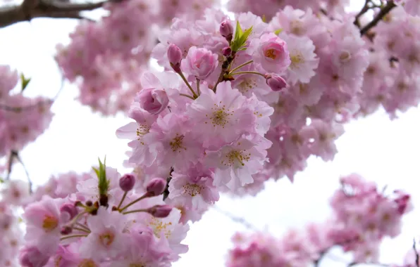 Picture branches, cherry, spring, Sakura, flowering