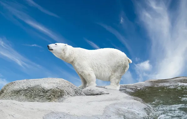 The sky, clouds, snow, stones, polar bear, polar