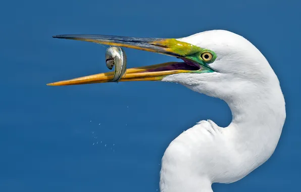Picture eyes, fish, beak, neck, great white egret