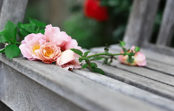 Flowers, roses, bench