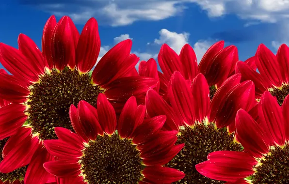 The sky, red, Sunflower