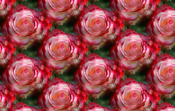 Picture flowers, background, rose, texture