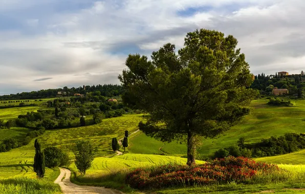 Landscape, Tuscany, Winding road