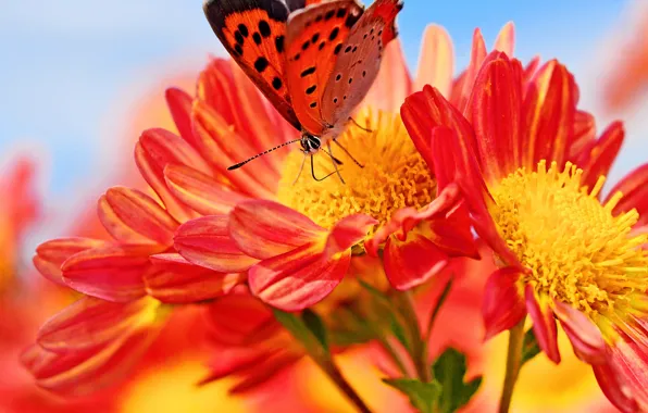 Picture flower, butterfly, petals, moth