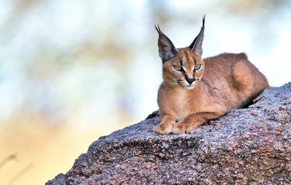 Picture look, ears, Caracal