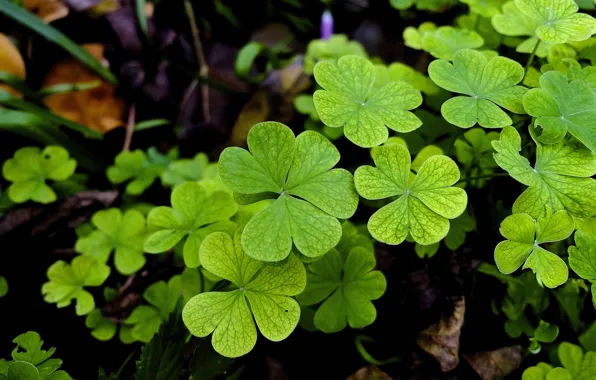 Picture leaves, nature, clover