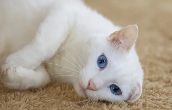 Picture cat, look, carpet, lies, white, ears