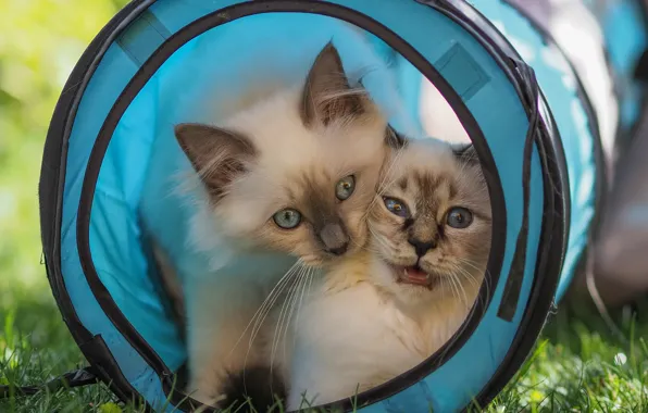 Summer, grass, look, cats, nature, kitty, basket, the game