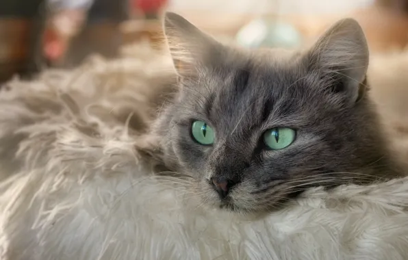 Picture cat, cat, look, face, pose, grey, portrait, lies