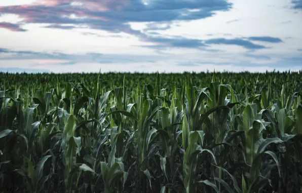 Field, summer, the sky, the evening, corn, corn