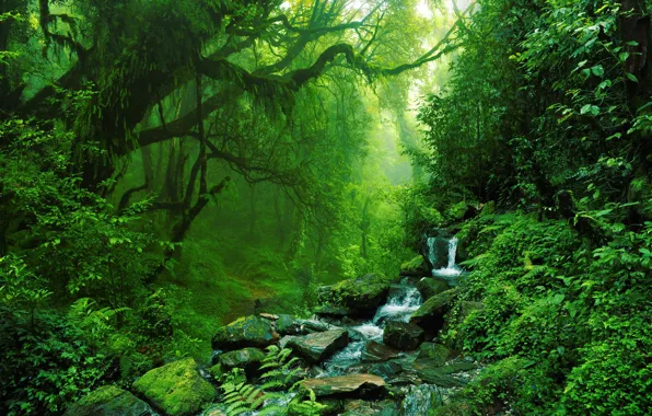 Stream, Waterfall, Forest, Stones