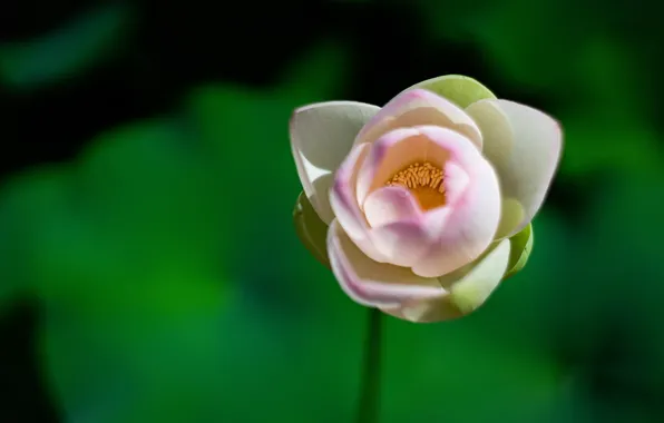Macro, background, Lotus, buds