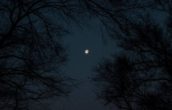 Picture forest, the sky, trees, night, nature, the moon