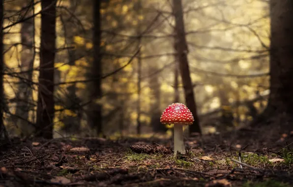 Autumn, forest, nature, mushroom, mushroom, bumps