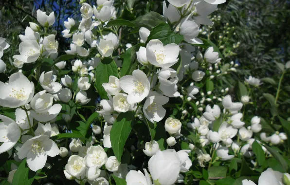 Greens, white, summer, nature, village, Jasmine