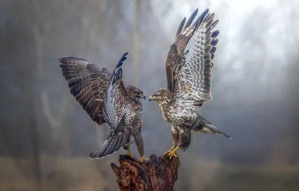 Birds, background, dance, falcons