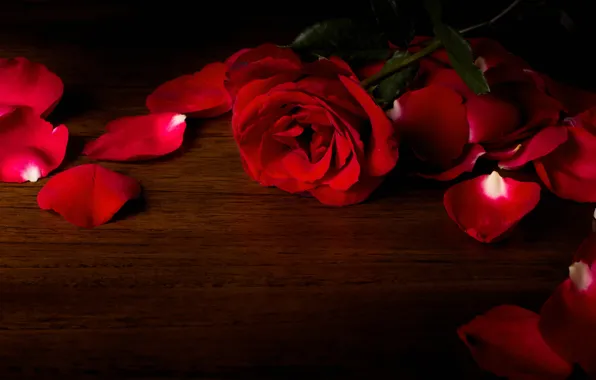 Table, rose, petals