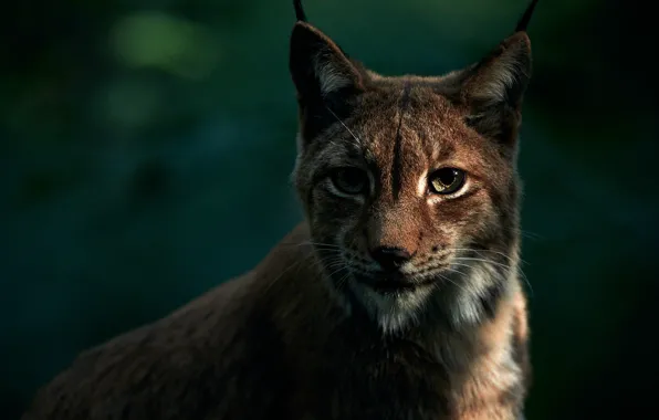 Picture eyes, look, face, the dark background, portrait, lynx