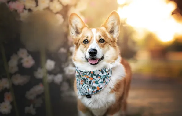 Dog, shawl, Corgi