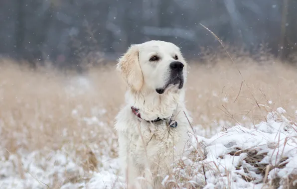 Winter, snow, nature, portrait, dog, white, Retriever
