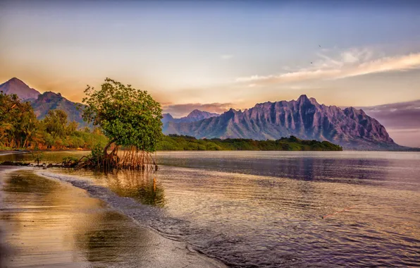 Sea, beach, the sky, trees, mountains, tropics, palm trees, rocks