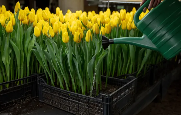 Water, flowers, spring, tulips, boxes, lake, watering, seedlings
