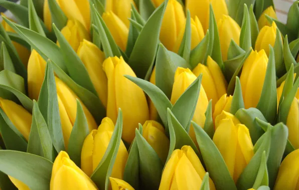 Picture a lot, the view from the top, yellow tulips