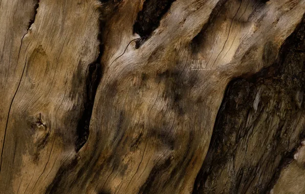 Macro, texture, volokna, dervio