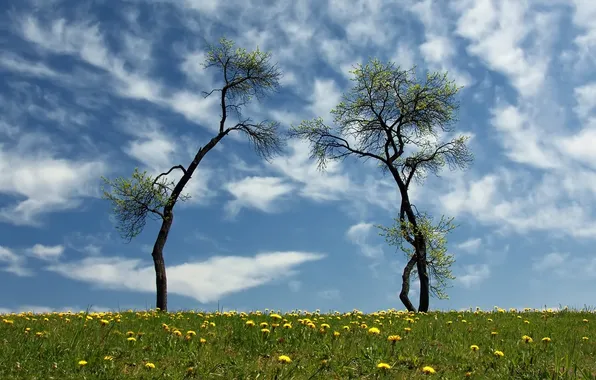 Greens, the sky, grass, clouds, flowers, glade, dandelions, yellow