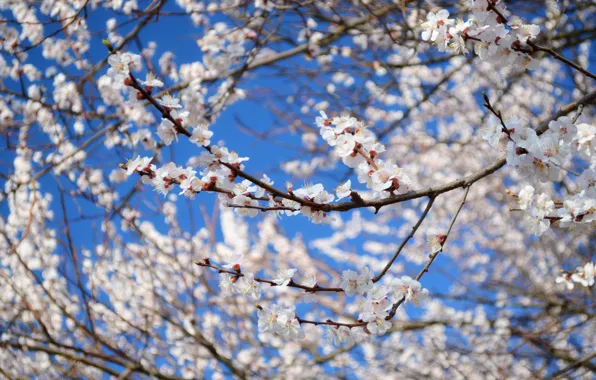 Picture trees, flowers, spring