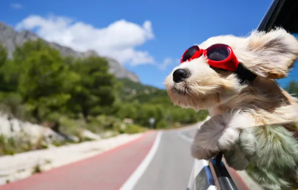 Picture road, machine, the wind, dog, glasses, dark